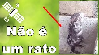 Rato tomando banho [upl. by Zoa]