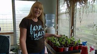 Propagating Longevity Spinach [upl. by Jackie]