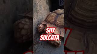 Shy sulcata Tortoise part 2 [upl. by Birkett]