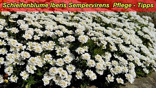 Iberis Sempervirens Schleifenblume Pflege  Tipps  Standort gießen düngen schneiden vermehren [upl. by Schaper924]