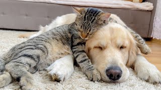 Adorable Cat and Golden Retriever Attacked by a Sweet Sleep [upl. by Lana]