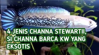 4 Jenis Ikan Channa Stewartii Karbianglong Arunachal Himalaya Kalikhola Si Barca KW yg Eksotis [upl. by Grayce569]