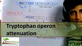 Tryptophan operon attenuation [upl. by Sofia]