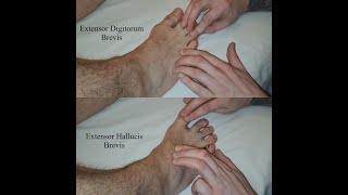 Muscle Palpation  Extensor Digitorum Brevis amp Extensor Hallucis Brevis [upl. by Andromache]