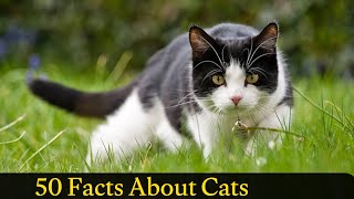 50 facts About Cats [upl. by Zile]