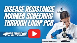 Disease resistance marker screening through LAMP PCR  pcr labsupplies [upl. by Moazami]