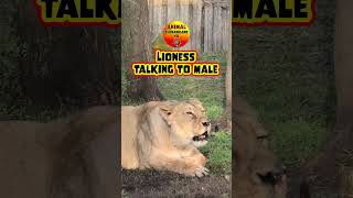 Pride Chat  Lioness Talking To Male BigCats talk [upl. by Orimar]