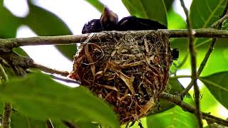 Amazing Cup shaped nest of Black Drongo and Greater rackettailed drongo [upl. by Male]