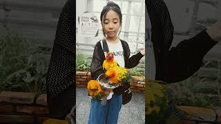 가평 베고니아 새정원 8 썬코뉴어 앵무새 aratinga solstitialis sun conure 환장특급 [upl. by Elo]