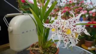 Odontoglossum naevium in flower [upl. by Eurd450]