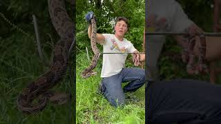 A Canebrake rattlesnake and a Delta milk snake herping reptiles wildlife [upl. by Pradeep]