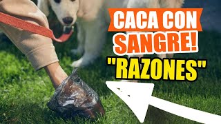 ¿POR QUÉ mi PERRO hace CACA con SANGRE🩸💩 [upl. by Wahl868]