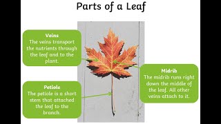 about plants and leaves structure in English [upl. by Kcir933]