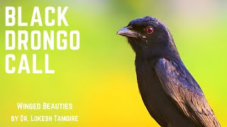 Black Drongo Call [upl. by Lienet]