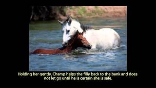 Wild Horse  Horse Running On The Beach And A Grassy Field  Best Shot Footage  Stock Footage [upl. by Htebaras350]