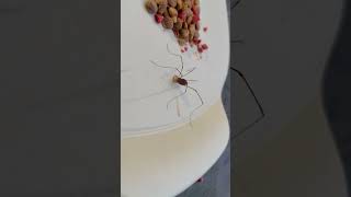 Granddaddy long legs eats cat food [upl. by Nuli]