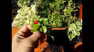 How to grow Baby Sunrose  Aptenia cordifolia from cutting [upl. by Akibma394]