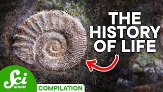 A Timeline of Life on Earth 4 Billion Years of History [upl. by Nnorahs]