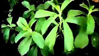 How to Grow SteviaSugar plant In hindi Health benefits [upl. by Alfreda326]