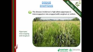 Sterility Mosaic Disease of Pigeonpea [upl. by Enelhtac150]