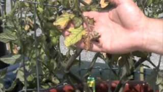 Whats Wrong with My Tomato Plant [upl. by Rossi]