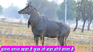 Why The Big Nilgai Silent [upl. by Arihas]