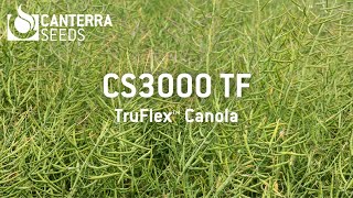 CS3000 TruFlex™ Canola in Wetaskiwin Alberta [upl. by Dinah]