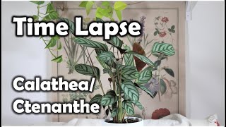 Calathea Curling Leaves Time Lapse Ctenanthe [upl. by Phylis]