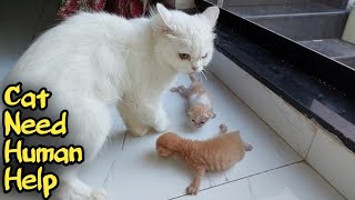 Mother Cat Begs Forgiveness and Seeks Help From Human for Neglect [upl. by Fidole]