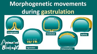 Morphogenetic movements  invagination involution ingression delamination amp epiboly [upl. by Olsen]