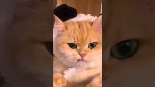 Cat videos cute kittens 😻🐣💕 [upl. by Yznel]