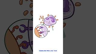 Clinical Cuts Innate immune system [upl. by Schroer]