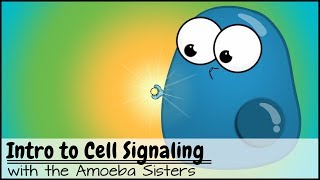 Intro to Cell Signaling [upl. by Inahs389]