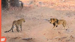 When a Leopard Enters Lion Territory [upl. by Gibert]