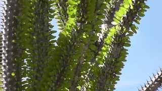 Alluaudia procera Sifaka Lemur Tree Madagascar ocotillo [upl. by Angelo433]