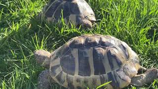 HERMANN’S TORTOISES Adult Breeding Pair [upl. by Leora]