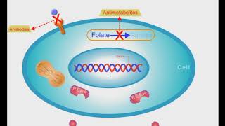 Anticancer Drugs short animation video [upl. by Inobe]