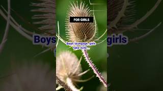 Psychology facts🔥 Psychology Facts about Boys😎 psychologyfacts viralshort shorts dandelions [upl. by Cutty338]