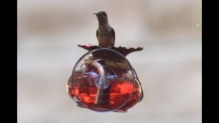 Did You Know 17 Hummingbirds and Window Feeders [upl. by Dej404]