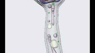 Candida albicans hyphal phenotype [upl. by Home]