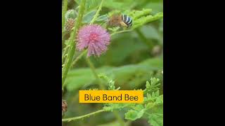 Lebah Pita Biru  Blue band bee hewan [upl. by Berkeley]