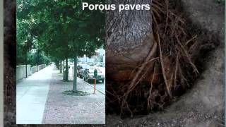 How to Grow a Good Tree Root System [upl. by Stuckey]