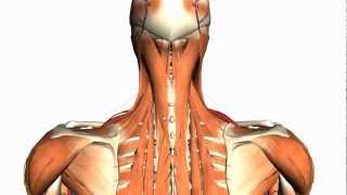 Intermediate and Deep Muscles of the Back  Anatomy Tutorial [upl. by Daniella]