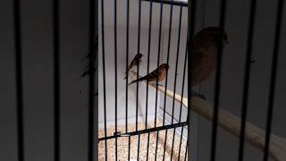 LESSER REDPOLL X GOLDFINCH HYBRID PAIRS 2024shortsviral [upl. by Akined]