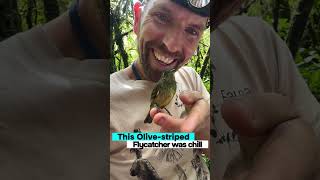 An OliveStriped Flycatcher is content with hanging out on mans hand [upl. by Bohner]