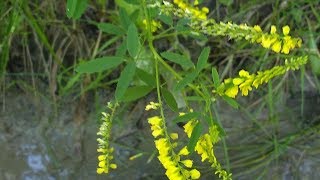 Melilotus officinalis Meliloto medicinal plant [upl. by Favin]