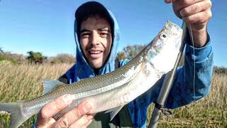 PESCANDO LOS PEJERREYES MAS GRANDES DE COSTAY CONTRA LOS JUNCOS pejerrey pejerreyes [upl. by Adelia]