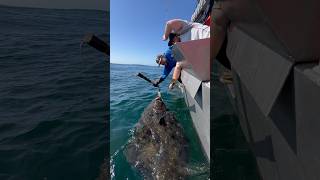 Big halibut coming on board halibut bigfish alaskafishing fishingvideo outdoorsman [upl. by Carvey]