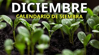 Que SEMBRAR y PLANTAR en DICIEMBRE …Huerto ➕️ Aromáticas ➕️ Flores  Calendario de Siembra [upl. by Bowrah705]