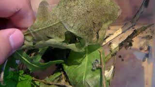 Fall webworms Hyphantria cunea  in captivity Arctiinae [upl. by Akisey500]